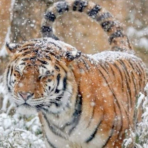 Meet your Posher, Ace